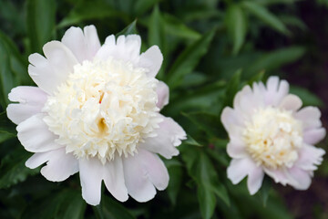 Beautiful blooming white peonies growing in garden, closeup. Space for text