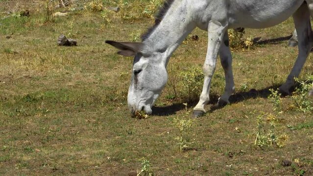 Mula pastando en una dehesa en un dia soleado de verano