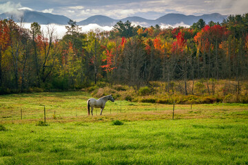 Horse in a Mountain Pasture in Autumn