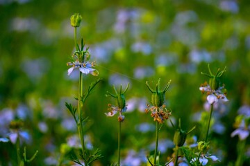 Nigella sativa (black caraway, also known as black cumin, nigella, or kalonji) is an annual flowering plant in the family Ranunculaceae.