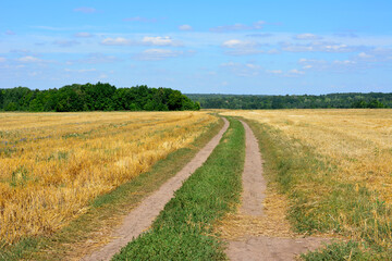 Fototapeta na wymiar country road going through the field with forest line on horizon