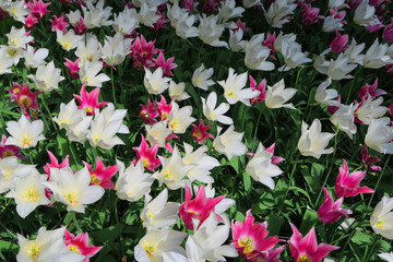pink and white tulips in garden