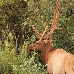 Majestic Bull Male Elk with Antlers in the Morning Light