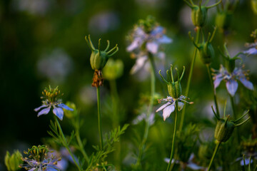 Nigella sativa (black caraway, also known as black cumin, nigella, or kalonji) is an annual flowering plant in the family Ranunculaceae.