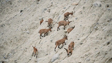 A flock of mountain goats on a steep slope of the sandy mountains
