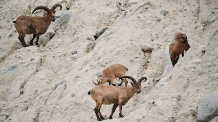 A flock of mountain goats will sing on the mountain peaks