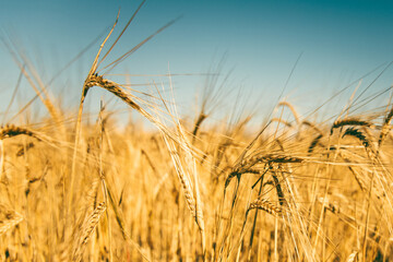golden wheat field and sunny day