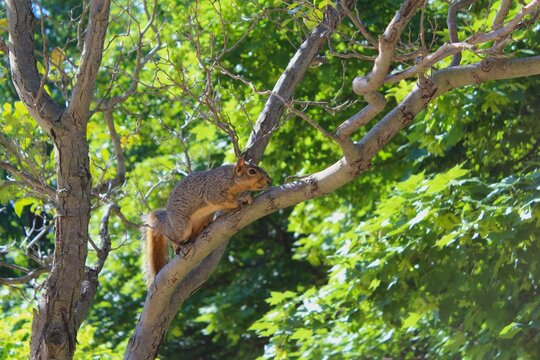 Squirrel Climbing A Tree