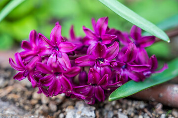 Detail of purple blooming flower.