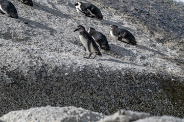 penguin