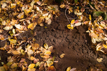 Bright yellow leaves falling on the clear water of a forest stream. Autumn frame, natural background. Selective focus. Copy space. Autumn leaves on water.