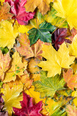 Naklejka na ściany i meble Autumn background of bright colorful maple leaves. Flat lay. Top view