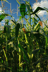 Corn field with ears on the background of a blue sky with clouds. Vertical orientation, no people