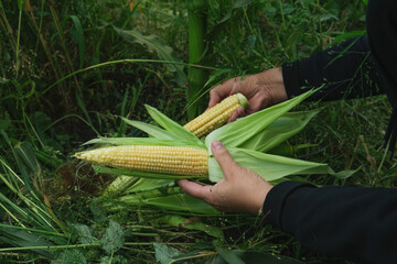 A farmer woman collects young corn cobs in a field with her hands. Horizontal orientation, copy space, no face