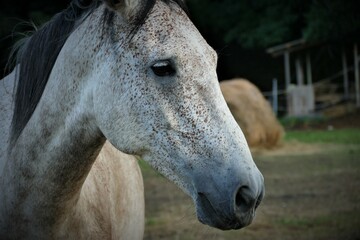 Naklejka na ściany i meble Portrait of beautiful horse on the farm