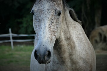 Obraz premium Portrait of beautiful white horse on the farm