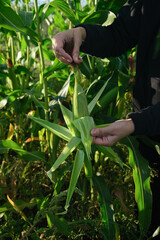 A farmer woman collects young corn cobs in a field with her hands. Vertical orientation, copy space, no face