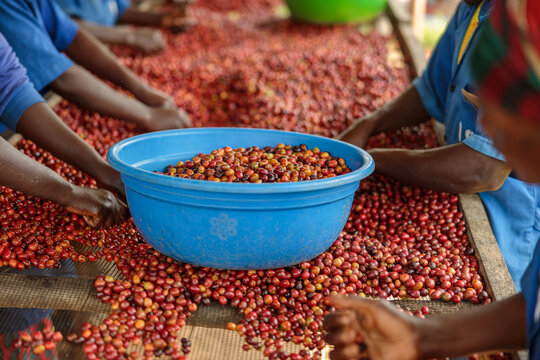 cropped photo of female workers working on the plantation and sorting coffee fruits. Rwanda. Coffee production