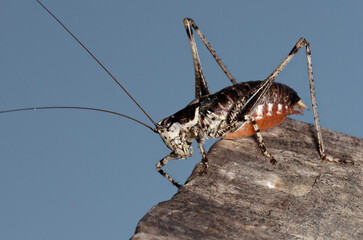 Antaxie marbrée (Antaxius pedestris)