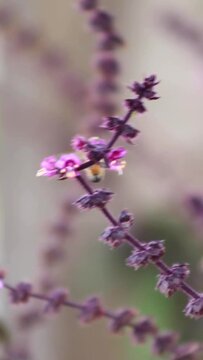 Abeja de miel succionando flor de albahaca mientras vuela