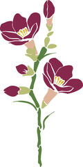 Botanical Flower Illustration Floral