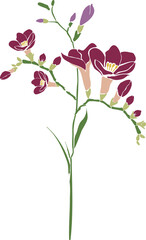 Botanical Flower Illustration Floral