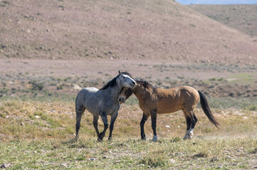 Wild horse Stallions Fighting in the Utah Desert