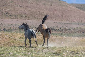 Wild horse Stallions Fighting in the Utah Desert
