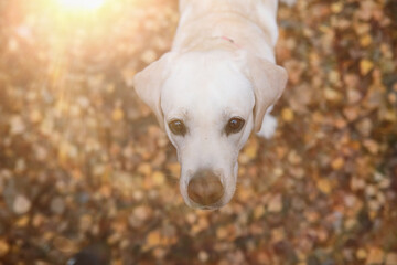 Young girl on a walk in the autumn