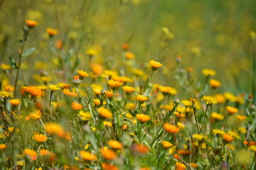 field of poppies