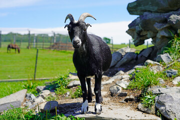 A black Alpine goat on rock