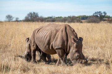 Female rhino and her calf, photographed in South Africa.