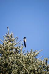 bird on a tree