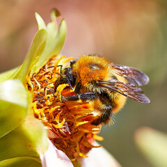 bee on flower