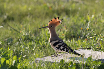 Hoopoe (Upupa epops) is colourful bird species found across Africa, Asia, and Europe, notable for their distinctive 