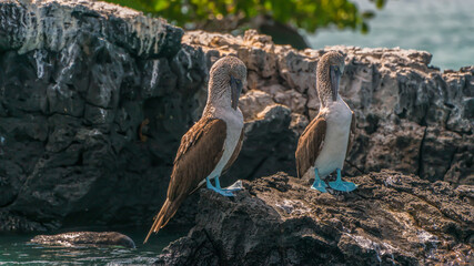 A pair of blue-footed boobies unique to the Galapagos
