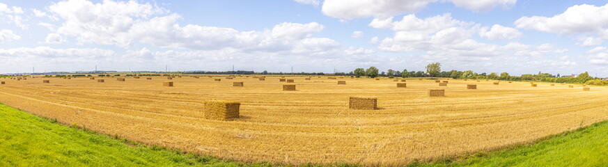 Fototapeta na wymiar Wheat Field Landscape