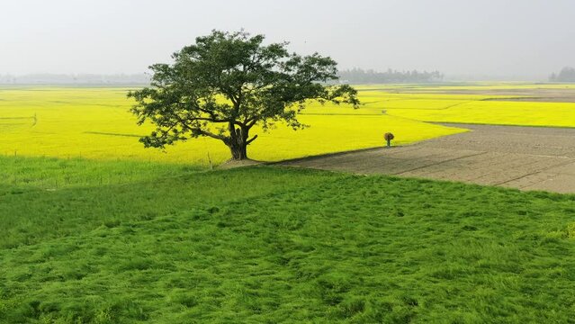 A lonely tree in the middle of a vast canola field.