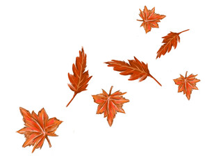 Fototapeta premium Autumn and Fall Leaf
