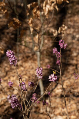 flowers in the garden