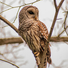 owl