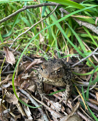 frog in the grass