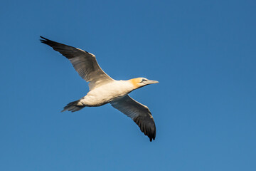 Fototapeta na wymiar Nothern gannet in the sky