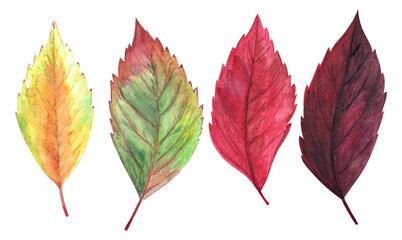 Watercolor hand drawn painted red, orange, burgundy, vinous, yellow, green colored autumn season leaves set. Isolated aquarelle web design element.