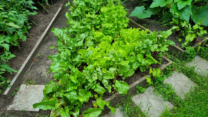 Fototapeta na wymiar lettuce, beet and other greens plant leaves growing in the garden. Early harvest. Concept of healthy eating lifestyle diet nutrition.