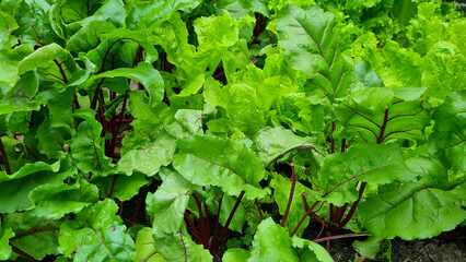 lettuce, beet and other greens plant leaves growing in the garden. Early harvest. Concept of healthy eating lifestyle diet nutrition.