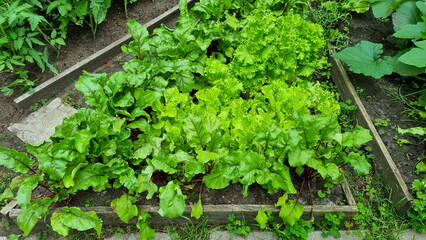 lettuce, beet and other greens plant leaves growing in the garden. Early harvest. Concept of healthy eating lifestyle diet nutrition.