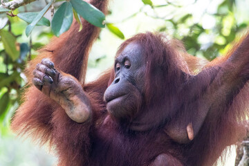 Borneo Orangutan at the Semenggoh Nature Reserve in Kuching, Sarawak State, Malaysia. 