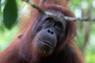 Borneo Orangutan at the Semenggoh Nature Reserve in Kuching, Sarawak State, Malaysia. 