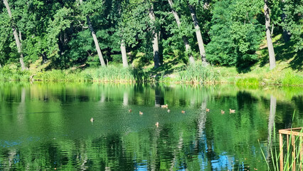 beautiful view of the lake in the forest, trees reflecting in the water, landscape and tranquility. Good picture for cover, calendar, postcard, wallpaper, background, product, website, blog, business